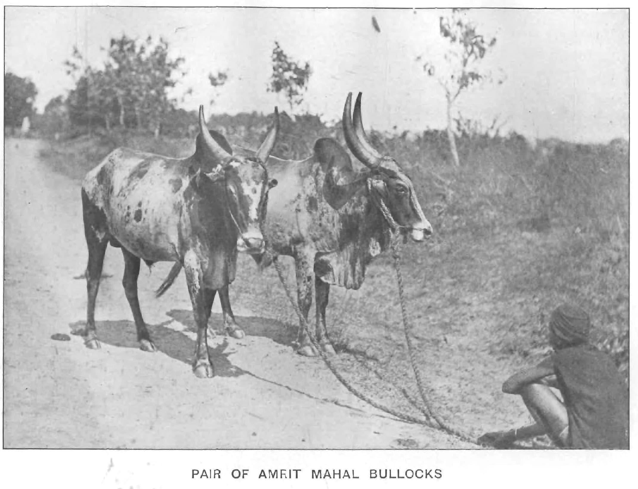A pair of pale grey Amrit Mahal bullocks with long backswept horns, yoked side by side.