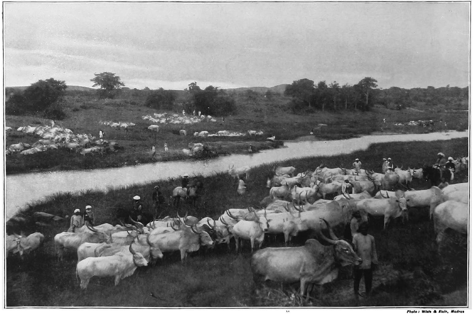 An 1890s photograph of long rows of cattle at the Commissariat farm at Hunsur, with handlers standing among them.
