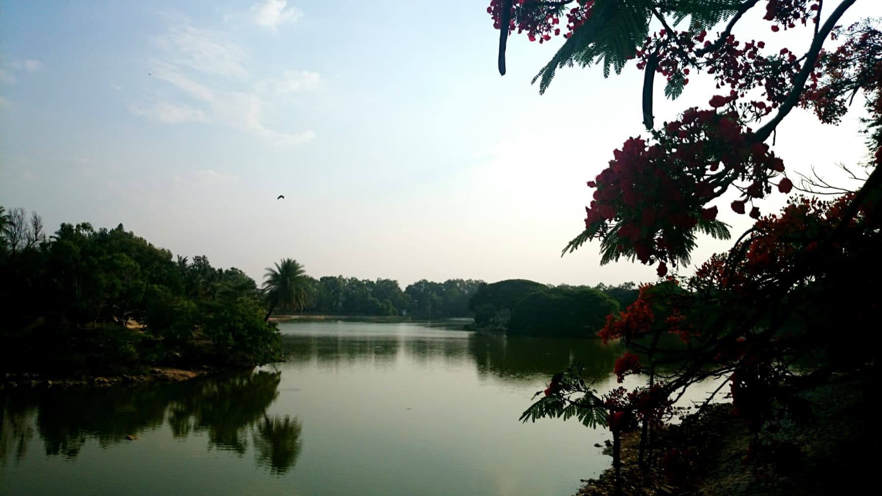 The lake at Lalbagh botanical garden, Bangalore, ringed by mature trees.